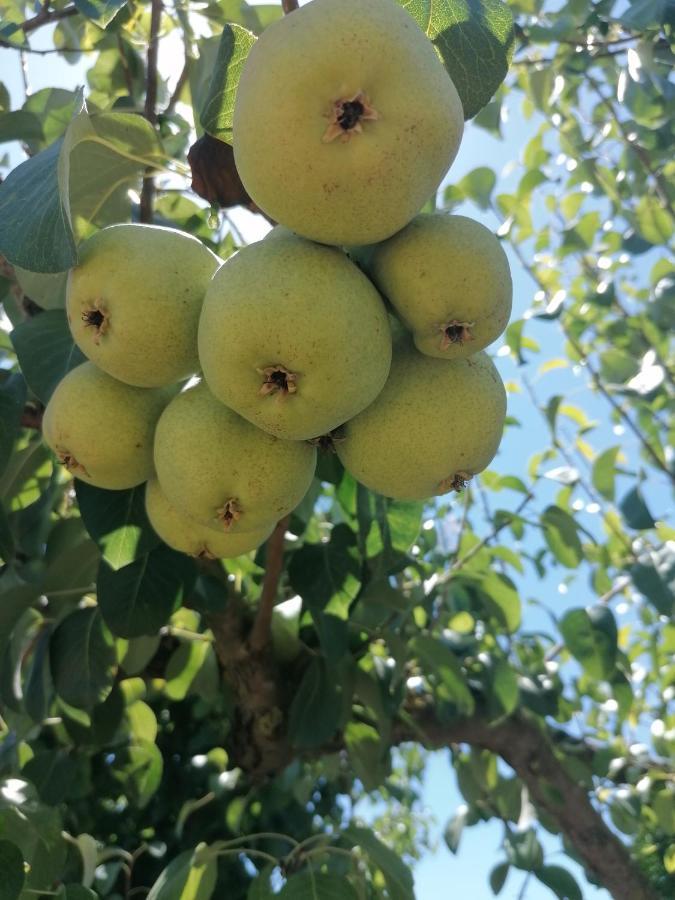 Horta Das Laranjas Serpa Dış mekan fotoğraf