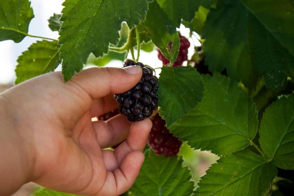 Horta Das Laranjas Serpa Dış mekan fotoğraf
